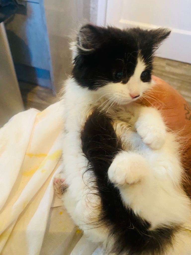 Mixed breed kittens for Sale 