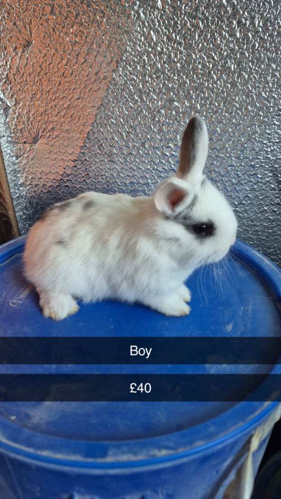 Beautiful Baby Lionhead Bunny Rabbits 