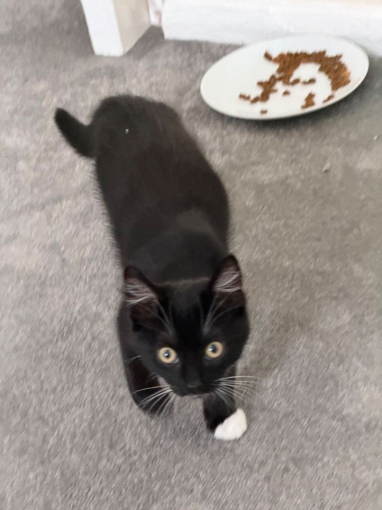 3 month old kitten 