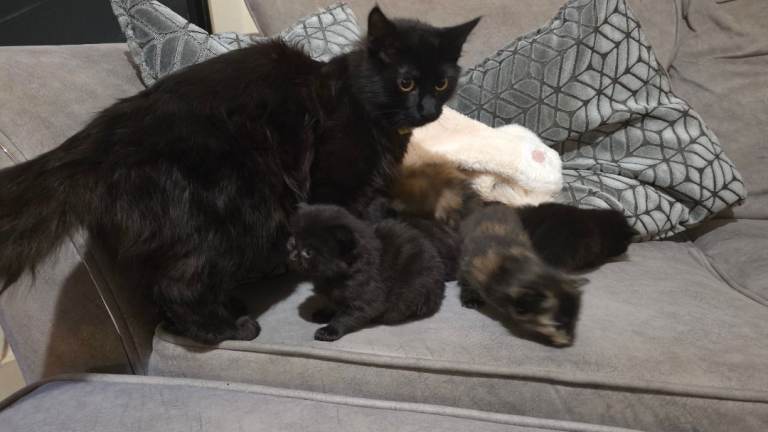 2x tortoishell 2x black longhair/shorthair kittens