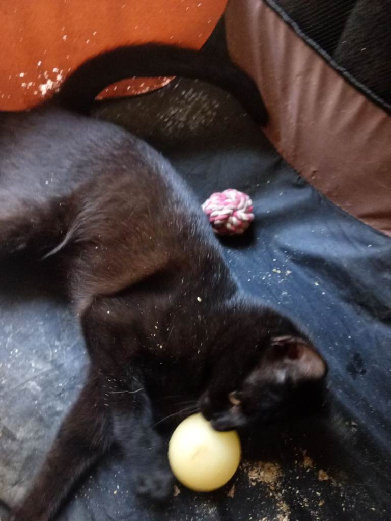 male cat approx 7 months old £50