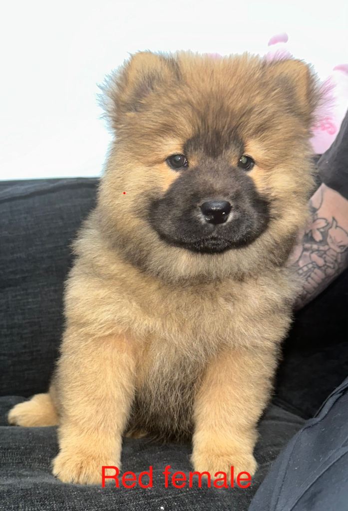 Beautiful Chow Chow Puppies – Loving Family Homes Wanted