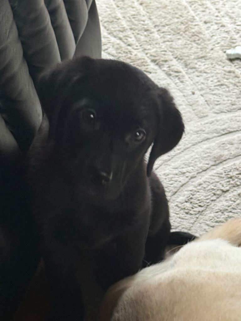 Black Labrador puppy for sale