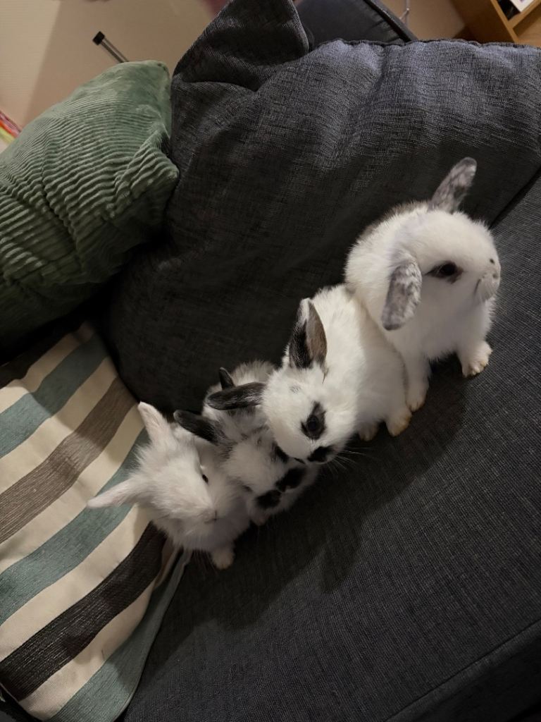 lion lop bunnies