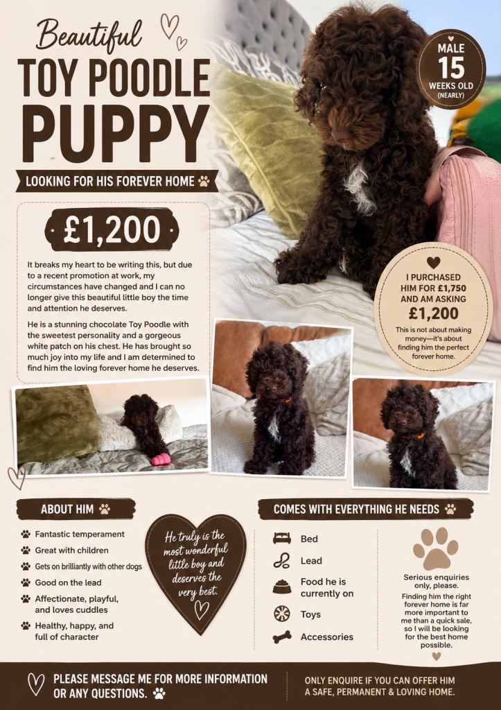 Chocolate brown toy poodle ready now 15 weeks 