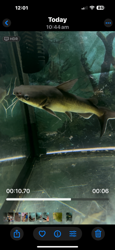 Stormi shark catfish 