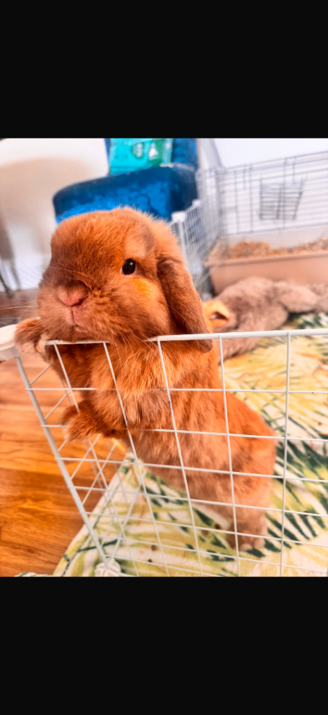 Mini lop rabbit 