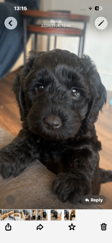 Last stunning jet black little boy ready for his forever home