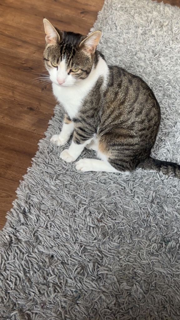2 year old cat 