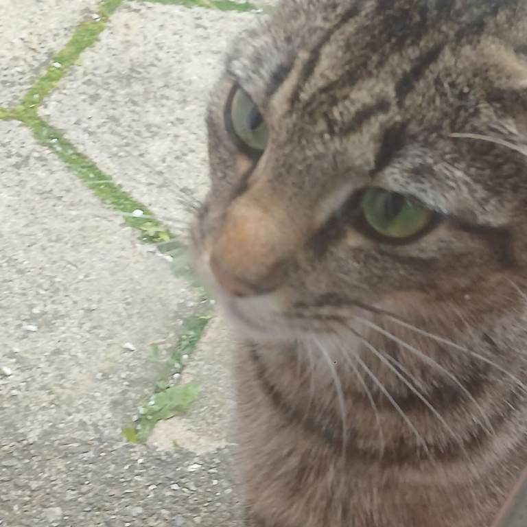 Rehoming cat