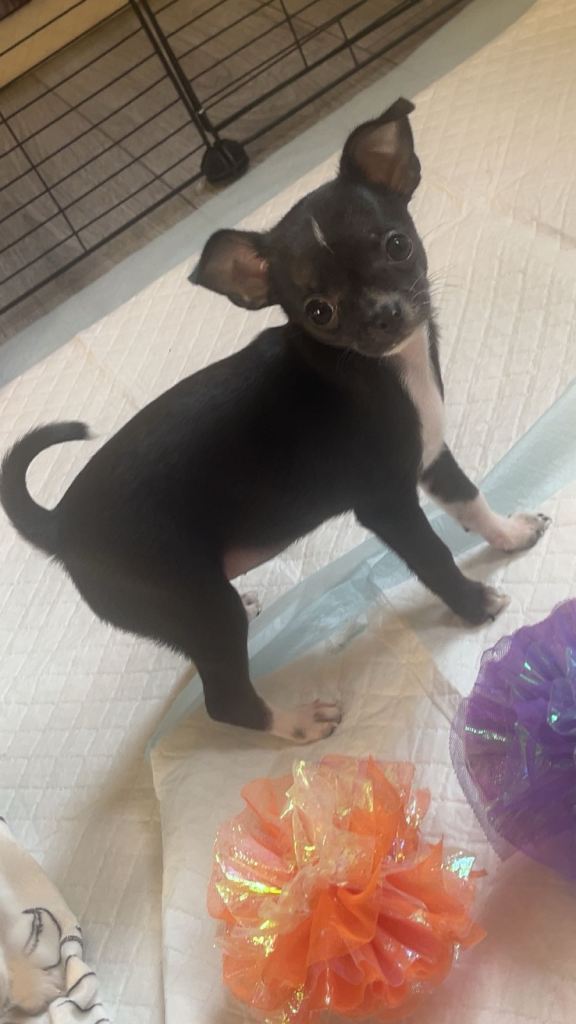 Chi pups 8weeks