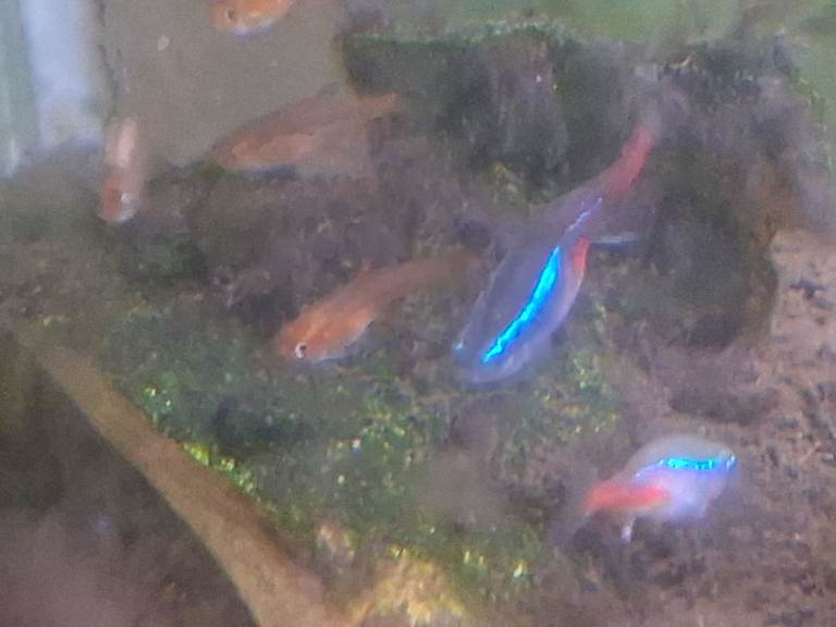 Starter aquarium with 2 Neons 5 Ember Tetras a dozen Guppies