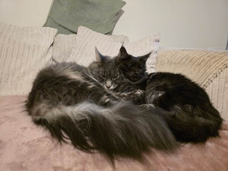 Black smoke mainecoon male