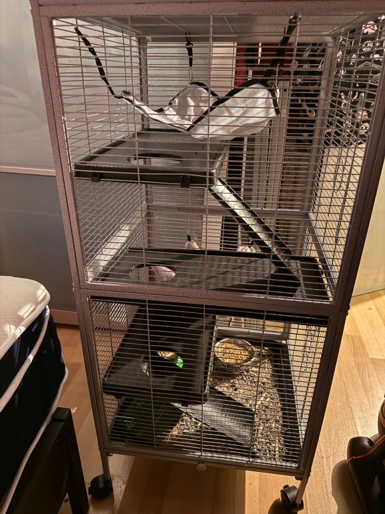 Two 10-weeks old rats and new cage