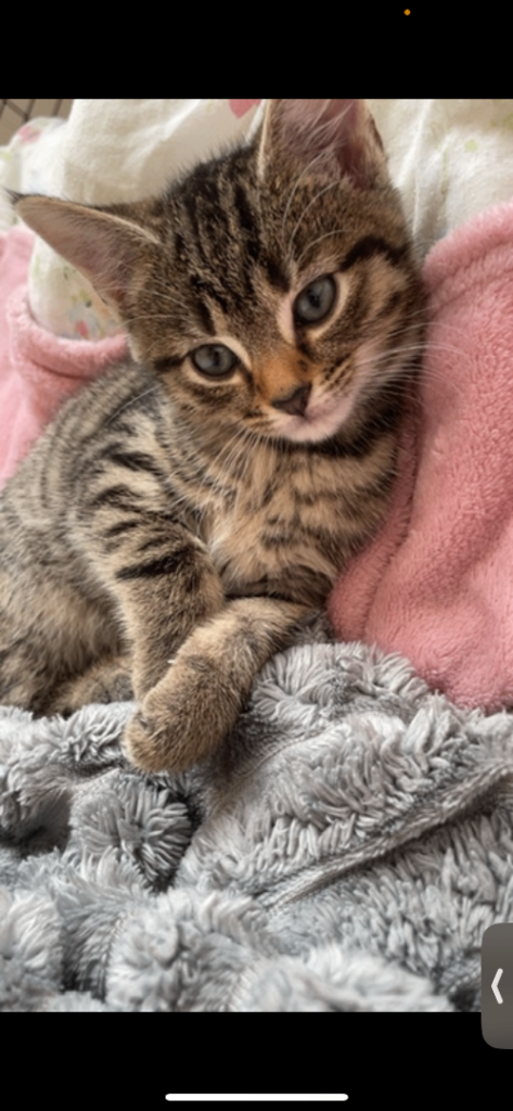 Beautiful Kittens looking for their forever home 