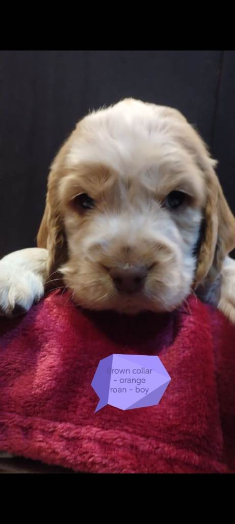 Stunning Kc reg cocker spaniel pups for sale - golden and orange roan