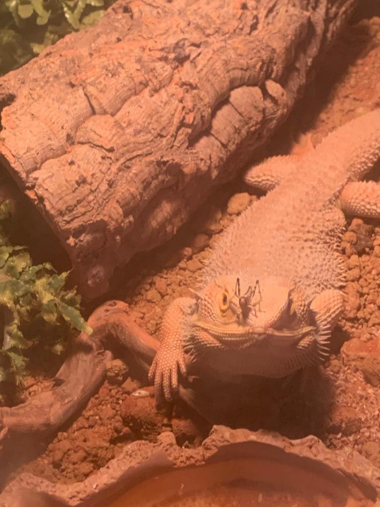 Male breaded dragon with full set up 