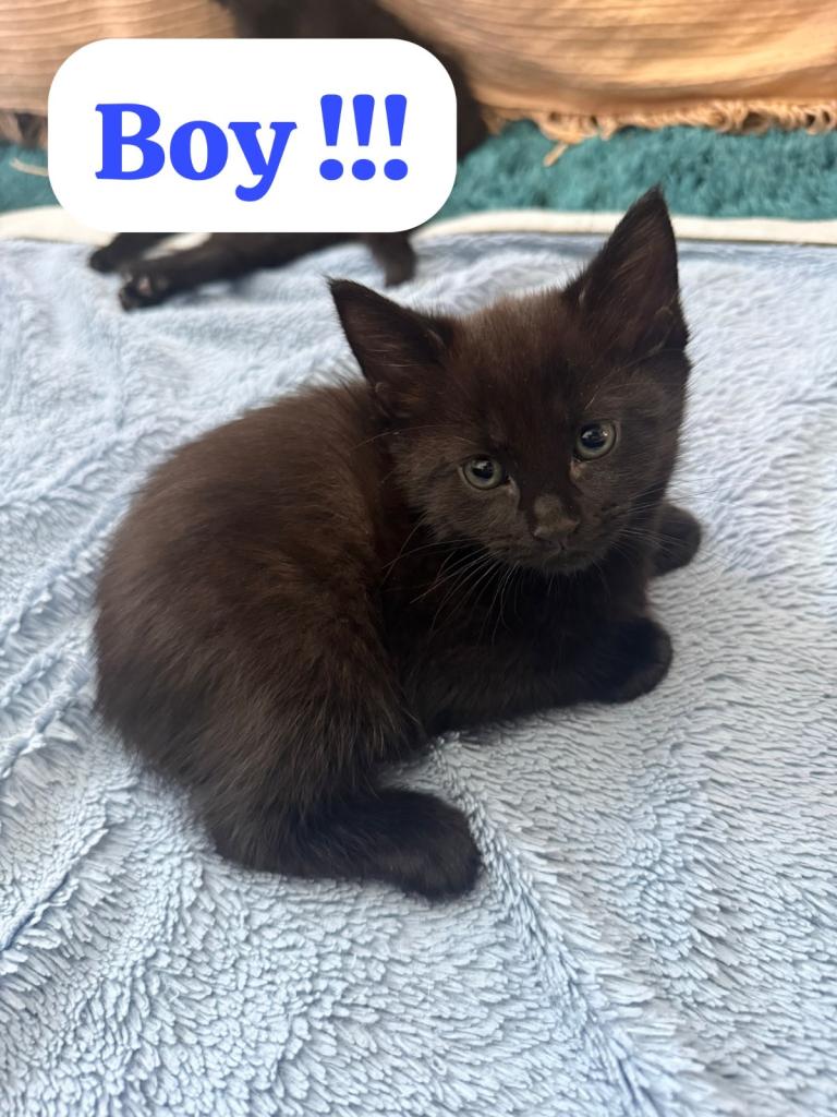Double coated Kittens for Sale !!!