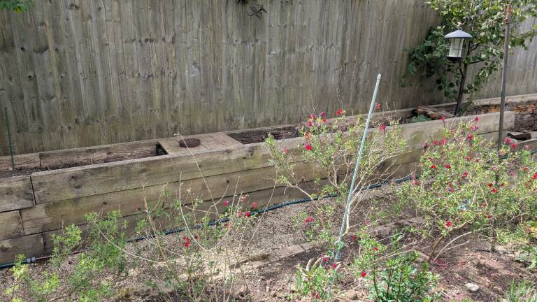 Railway sleepers for vegetable raised beds