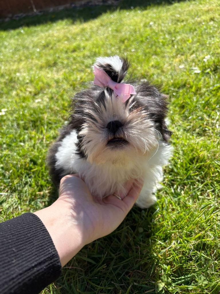 IMPERIAL Shitzu puppy for sale 