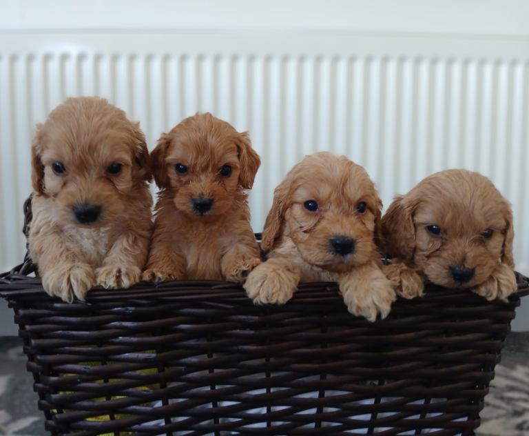 Miniature cockapoo puppies PRA Clear 