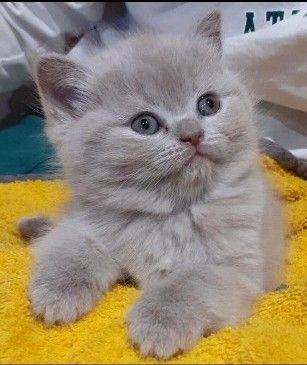 British blue and lilac kitten