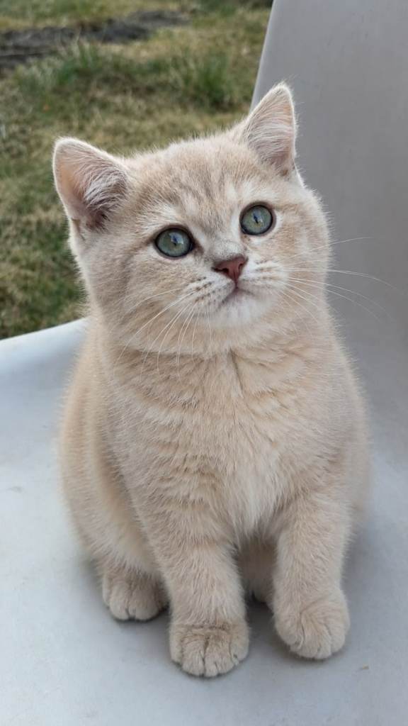 Golden Shorthair cats