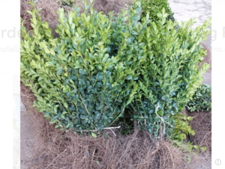 BOX HEDGING.   12 ins. £1-95