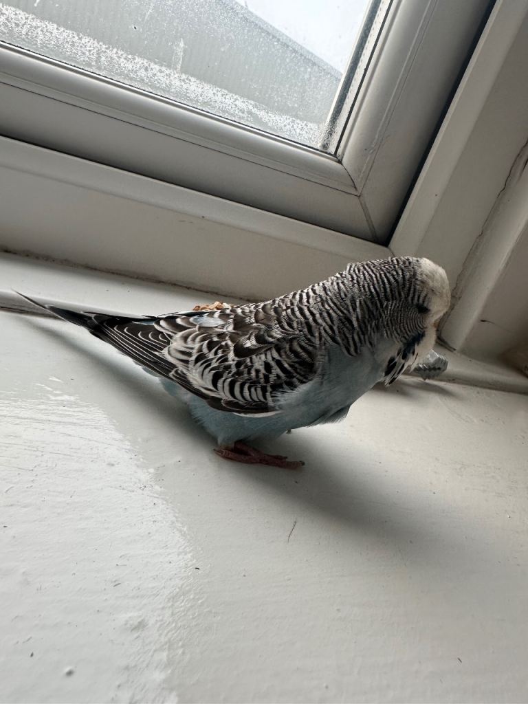 Baby Budgie