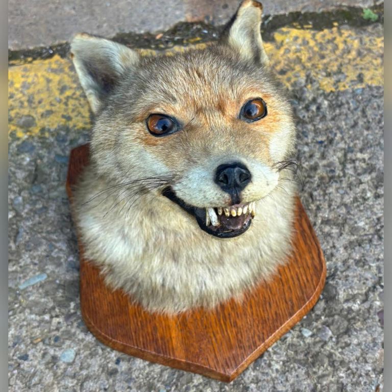 Vintage Taxidermy Red Fox Mask £145I’m 