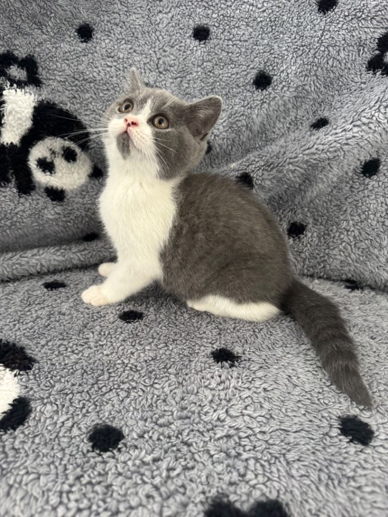 Ready now Gccf Registered British shorthair kittens