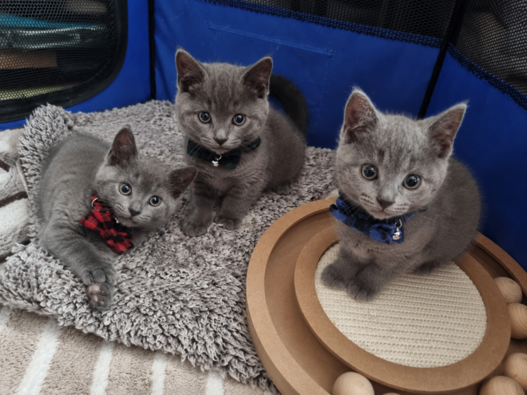 🐾 3 British Shorthair Kitten Boys🐾