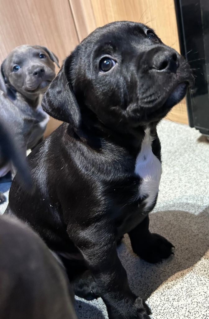 🐶 Staffy × Mastiff Puppies – Family Raised, Loving Homes Needed