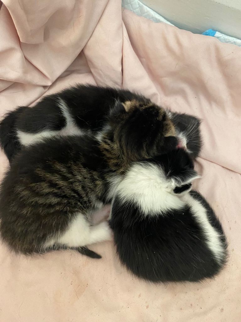 7 Beautiful Kittens - ready Sept 5th 