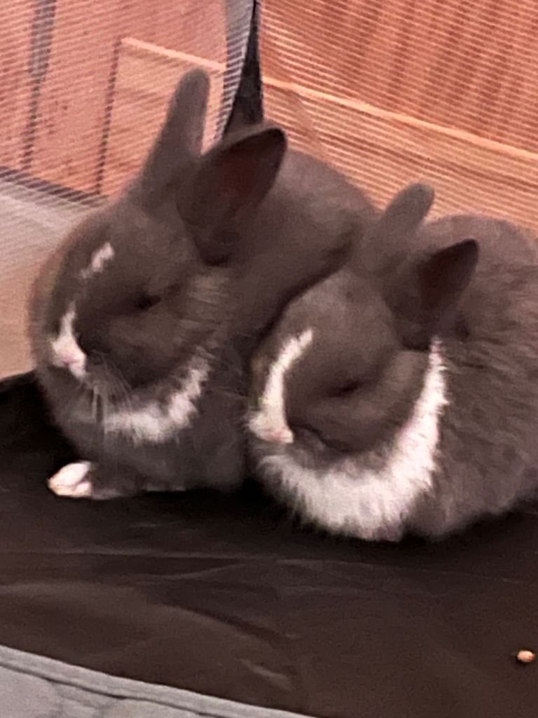 Twin bunnies