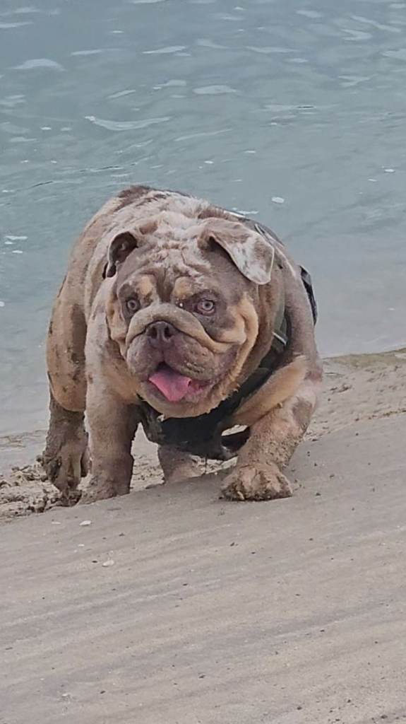 English bulldog 