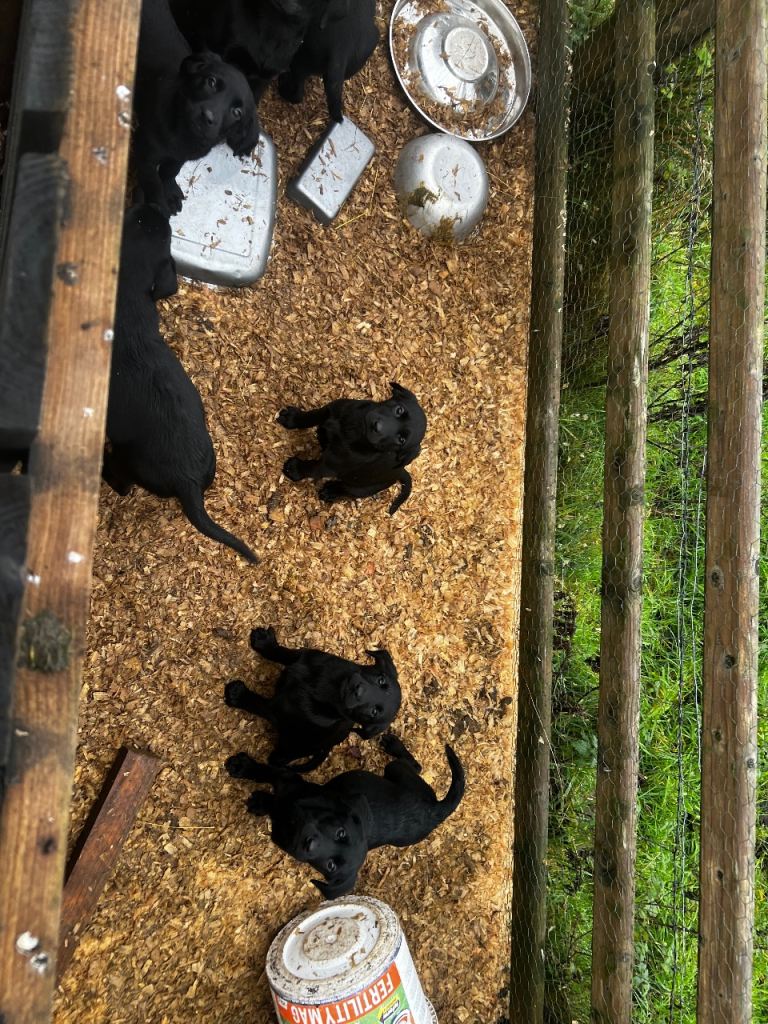 Black Lab pups From Liskoney fun fenella 