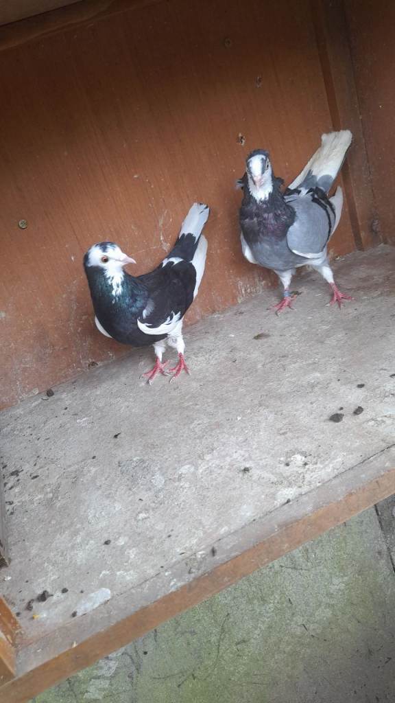 Pigeons for sale 