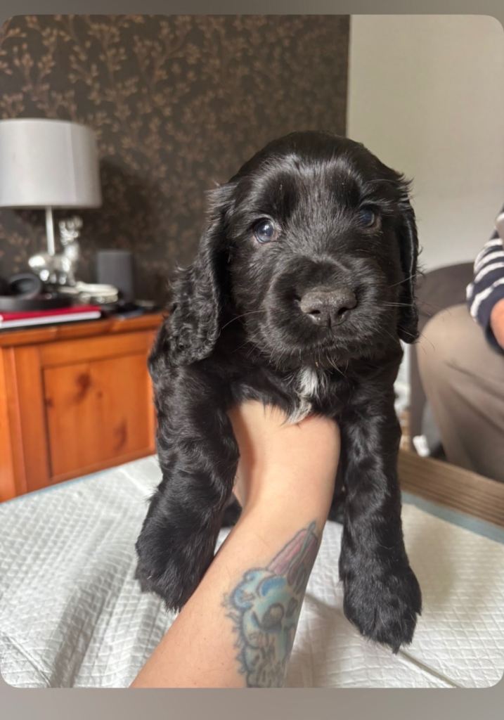 1 cocker spaniel male puppy