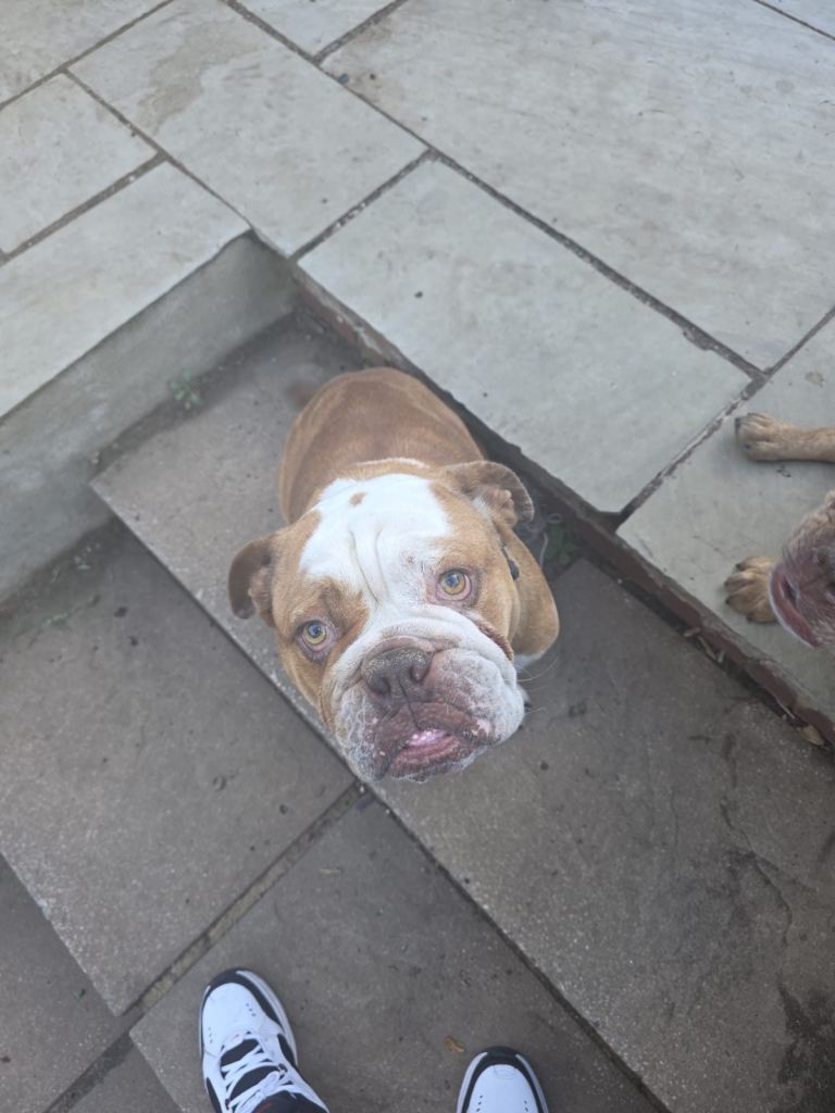 Frank 