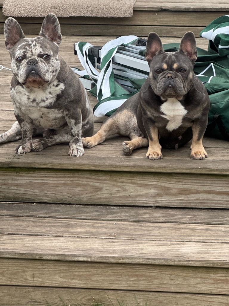 Male and female frenchie 