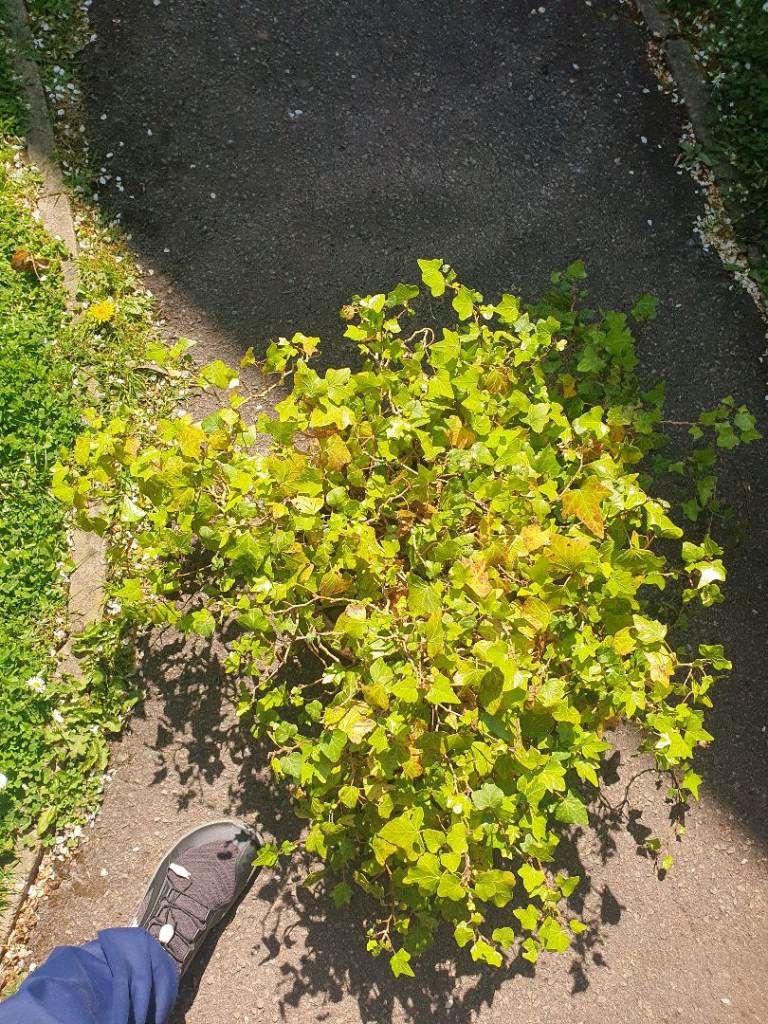 Large green shamrock Ivy plant for sale