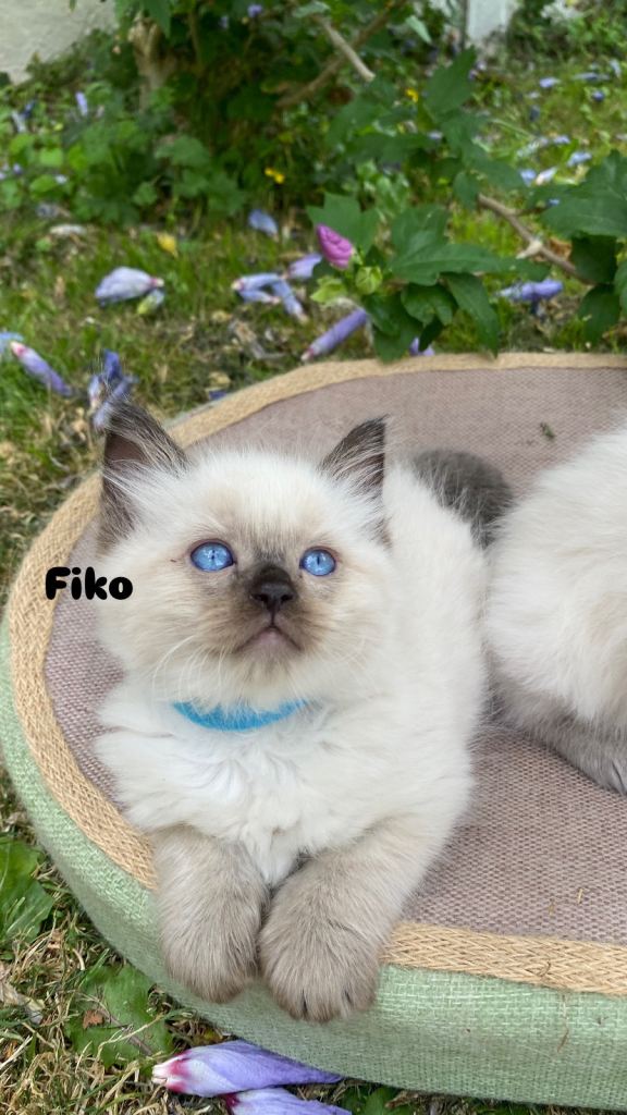 Ragdoll kittens for sale