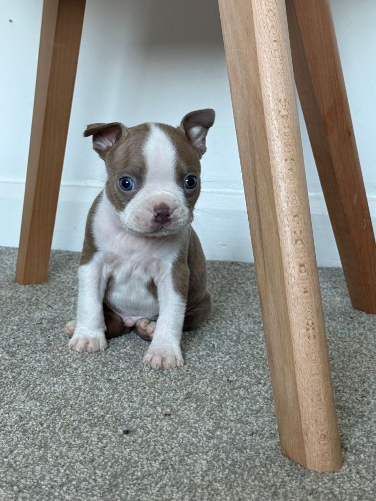 ONLY 1 AVAILABLE. Beautiful Boston Terrier Puppies 