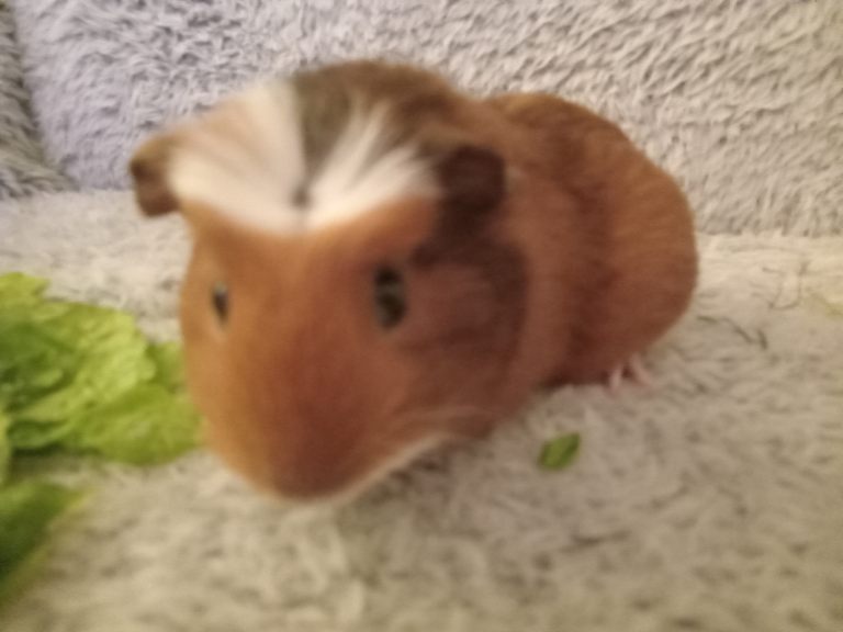 2 boars ready 2 leave 27th jan