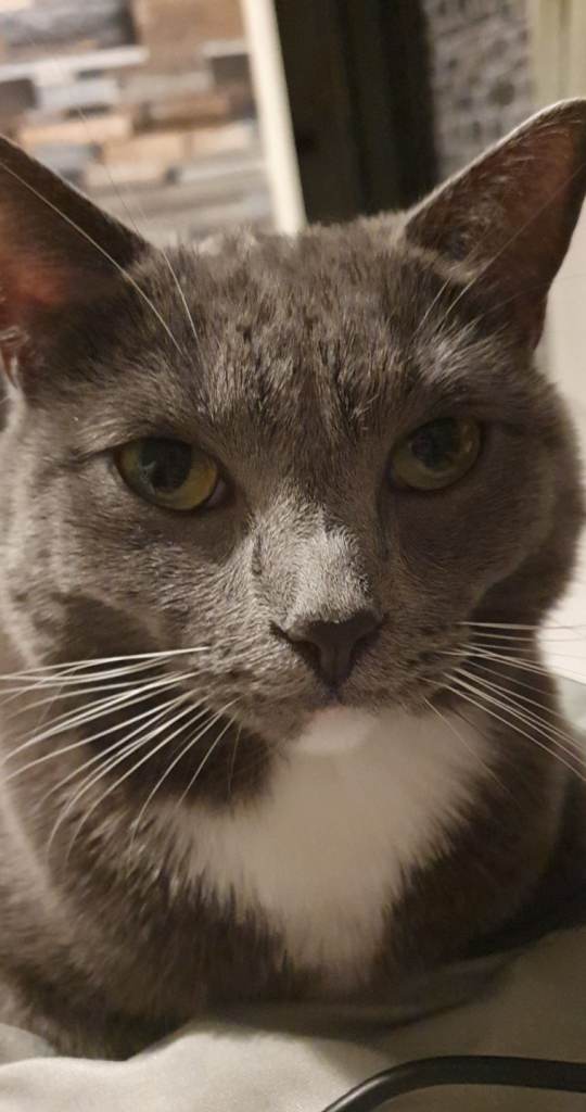 Looking for new loving home 🐈‍⬛💗