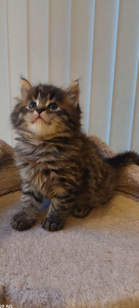 Mainecoon x russian blue x bengal kittens