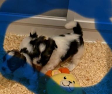 Lhasa pups , 2 boys available 