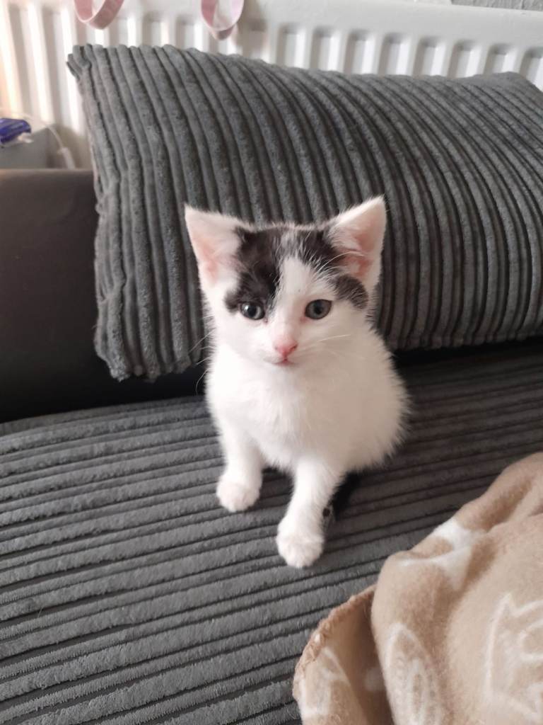 3 kittens for sale 2 boys one girl 