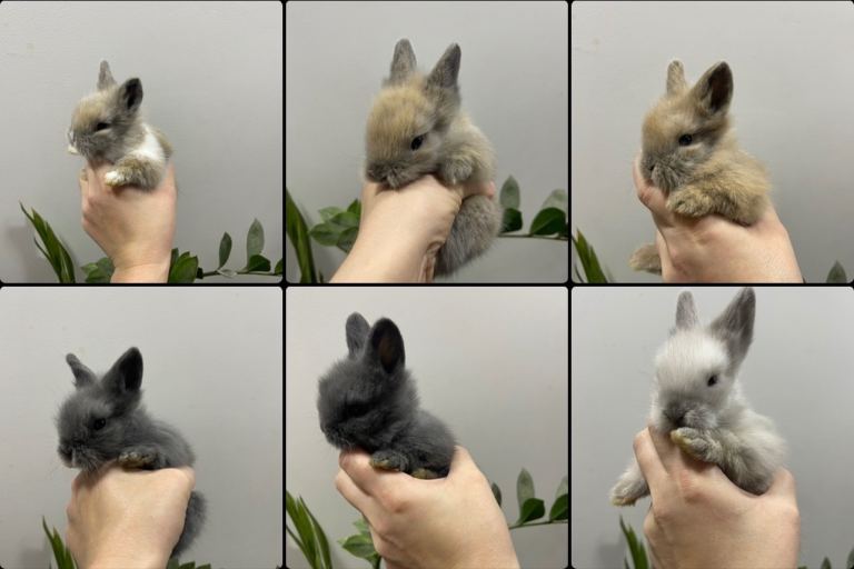 Adorable Lionhead Bunnies